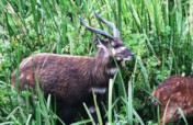 Saving Sitatunga Antelopes in Yala Wetland Kenya