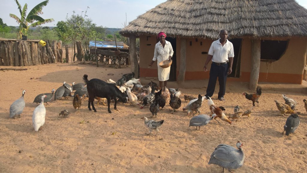Restore 600 rural women's livelihoods in Zimbabwe
