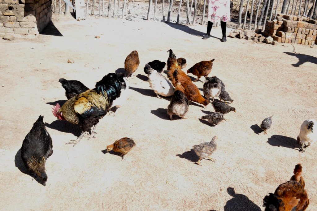Restore 600 rural women's livelihoods in Zimbabwe