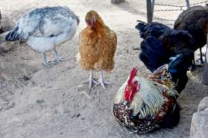 Indigenous chicken varieties