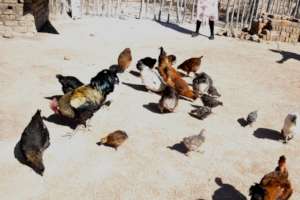 indigenous chickens adapt to local conditions