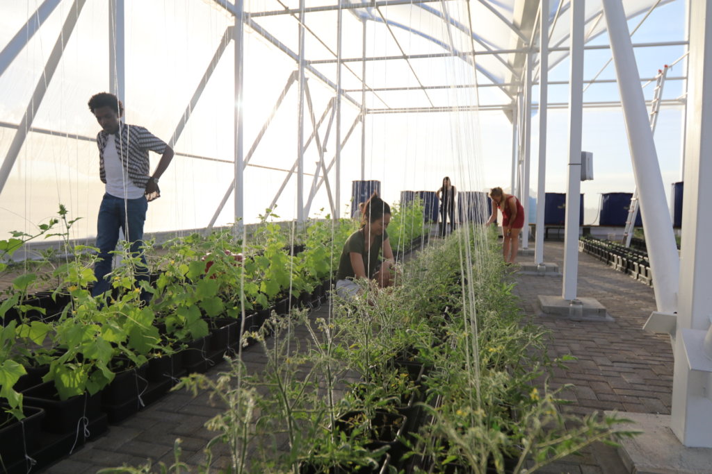Support 150 Mauritian Youth Agripreneurs