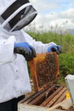 Gitahi at work