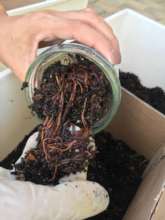 Vermicomposting at the farm