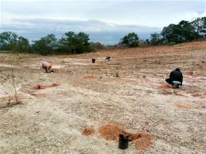 Preparing the devastated land for planting