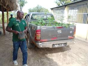 Collecting seedlings