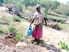 Watering the seedlings