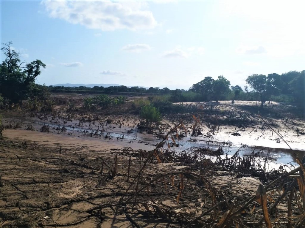 Help 5 communities restore forests in Mozambique