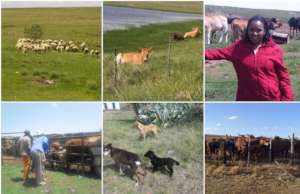 Felicity - cattle & sheep farm