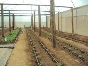 Greenhouse at Mahiga Hope