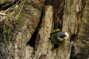 White-Fronted Parrot - Loro Corona Blanca