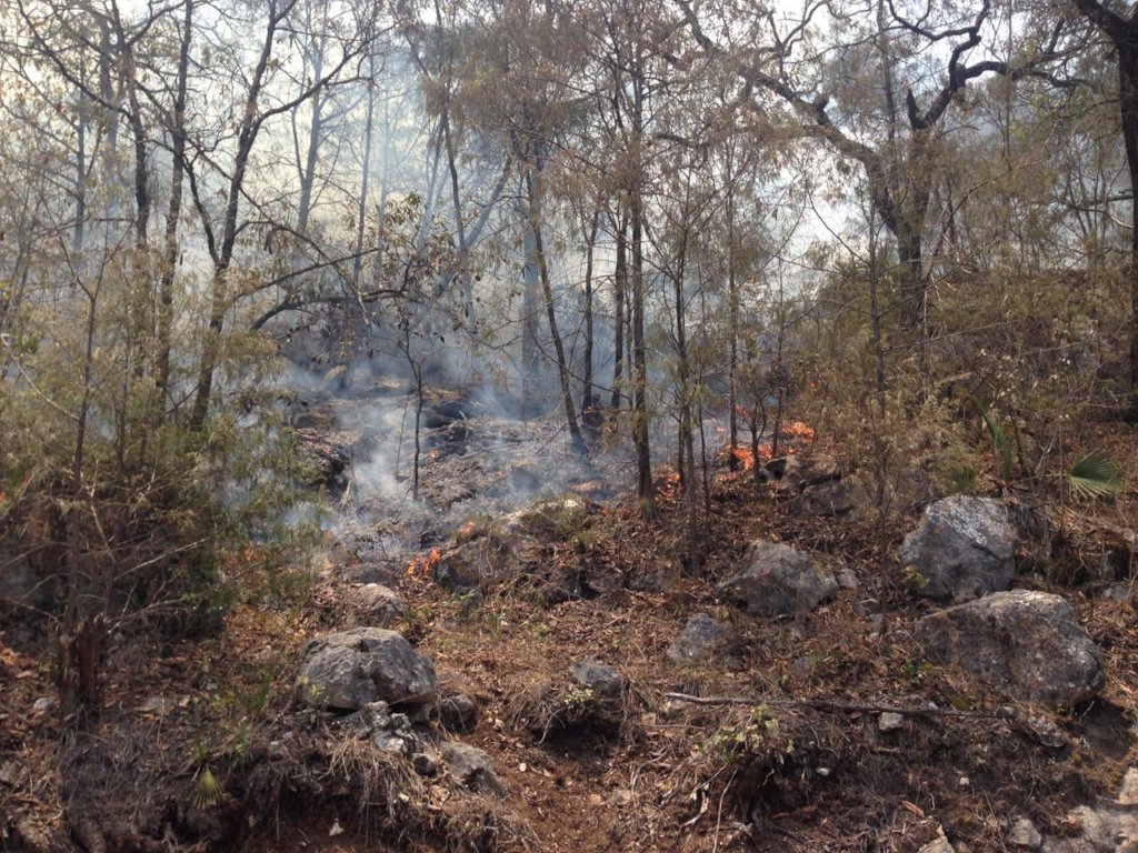 Train Local Brigades to Fight Forest Fires in MX