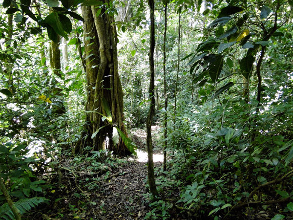 The native forest that will replace the pastures