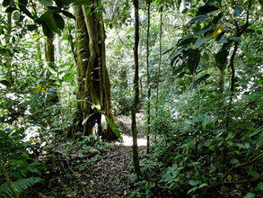 The native forest that will replace the pastures