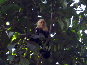 Capuchin Monkey at Finca Salvaje