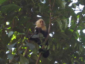 Capuchin Monkey waiting for the corridor