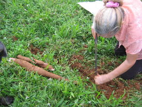 Doña Christina, digging Yucca she has grown