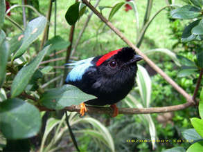 Long-tailed Manakin, La Tejona, Costa Rica