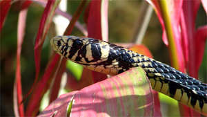Mica snake at La Reserva