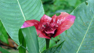 Beauty of the tropical forest