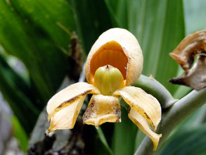 Spring orchid