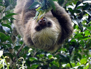 Peluchi, the growing baby sloth at La Reserva