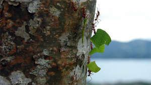Leaf Cutter Ants