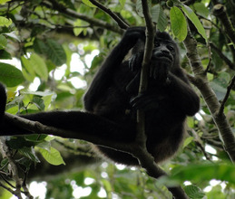 Mantled Howler Monkey
