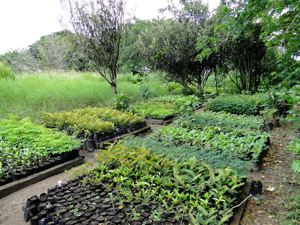 One half of the LRFF seedling nursery replanted