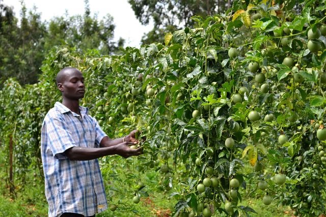 Rwamwanja Refugee Settlement Food Forest