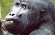saving the gorillas in Uganda