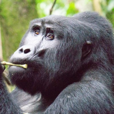 saving the gorillas in Uganda