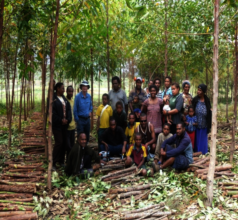 Help plant 1,000,000  trees  in Papua New Guinea