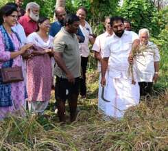 Adv. Chandy Oommen MLA inaugurating  paddy harvest