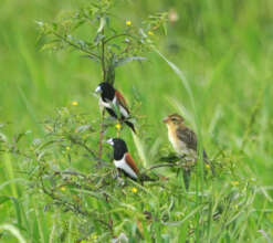Birds from Kadappoor wetland