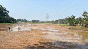 Field preparation phase of paddy cultivation