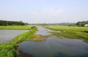 Rejuvenated Velloor Thodu & Paddy Fields