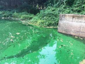 Algal Bloom