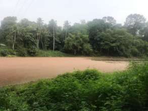 Dead algae in the river