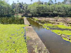 Aquatic weeds in the river course