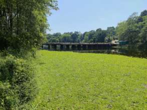 Pistia floating over Manimala River