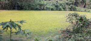 Algal Bloom filled pond at Karimbukayam