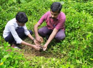Sapling planting at Yendayar-Kooticakl region
