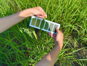 Using leaf colour chart