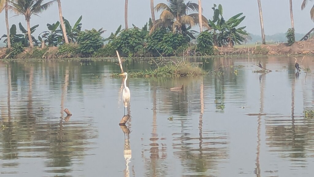 clay deposition with plant growth in the river