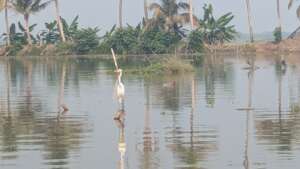 clay deposition with plant growth in the river