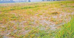 Drowned paddy fields