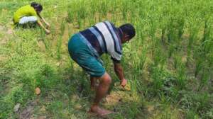 Sample collection for Above Ground Biomass testing