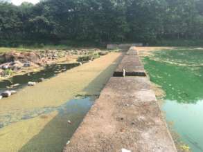 Green scum at the Karimpukkayam check dam