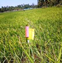 Trichocard placed at farmland
